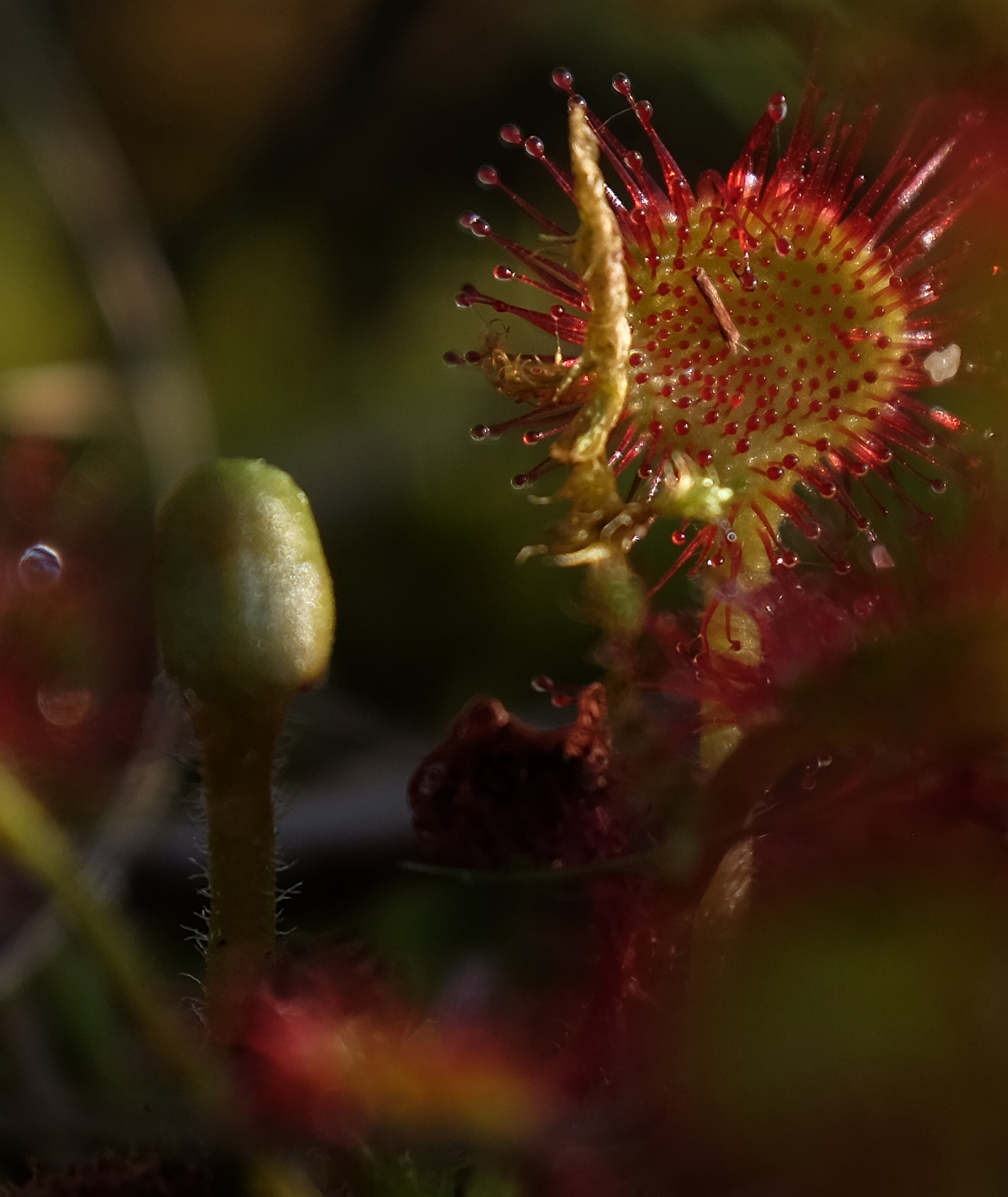 Carnivirous plant morning sun